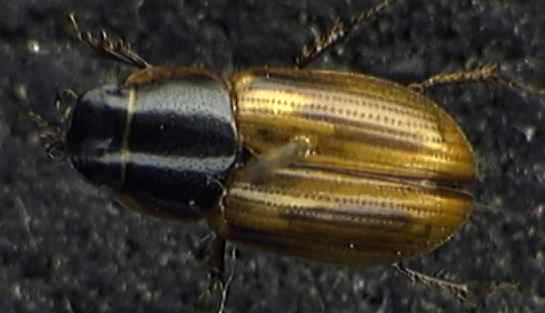 Aphodius prodromus/sphacelatus